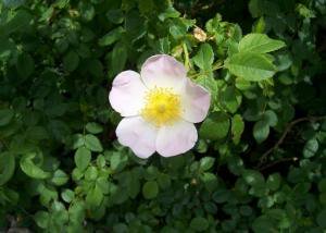 原種バラ ブライヤー ローズの種約40粒 Rosa Canina Tipwell 世界の珍しい植物をお届け