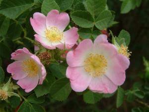 原種バラ スイートブライヤーの種約40粒 Rosa Eglanteria Tipwell 世界の珍しい植物をお届け