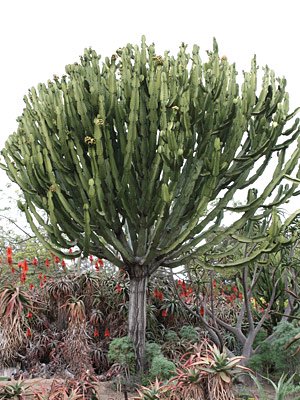 沖天閣 ユーフォルビア インゲンスの種20粒 Euphorbia ingens