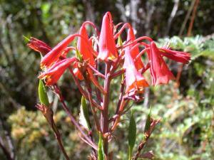 タスマニアン クリスマスベルの種粒 Blandfordia Punicea Tipwell 世界の珍しい植物をお届け