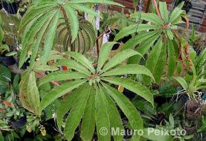 原種 ベゴニア ルクスリアンスの種 Begonia luxurians - tipwell ～世界の珍しい植物をお届け～