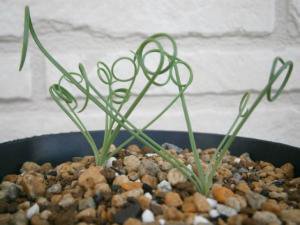 アルブカ ナマクエンシス Albuca namaquensis ２球 - tipwell ～世界の珍しい植物をお届け～