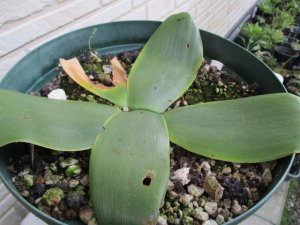 ブルンスヴィギア・プルクラ Brunsvigia pulchra 特大親球 現品限り - tipwell ～世界の珍しい植物をお届け～