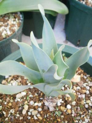 ブルンスヴィギア リトラリス Brunsvigia littoralis 親大球 - tipwell ～世界の珍しい植物をお届け～