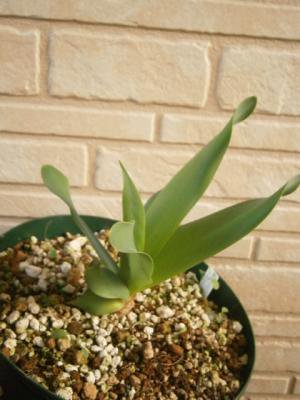 ブルンスヴィギア リトラリス Brunsvigia littoralis 親中球 - tipwell ～世界の珍しい植物をお届け～