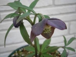 原種クリスマスローズ アトロルベンス H.atrorubens 開花済み 原種クリスマスローズ アトロルベンス H.atrorubens 開花済み