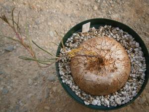 イポメア ホルビー Ipomoea holubii 球根アサガオ - tipwell ～世界の珍しい植物をお届け～