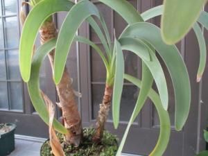 ウォースレヤ Worsleya procera ブルーアマリリス 親特大株