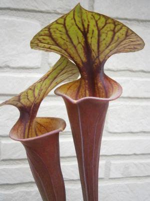 サラセニア Sarracenia flava var. rubricorpora MKF139 - tipwell ～世界の珍しい植物をお届け～