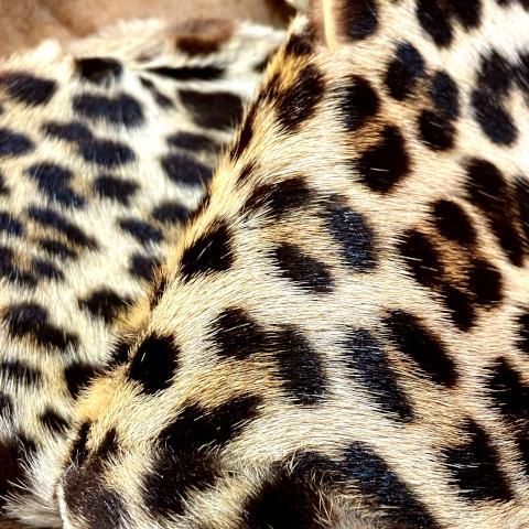 <img class='new_mark_img1' src='https://img.shop-pro.jp/img/new/icons13.gif' style='border:none;display:inline;margin:0px;padding:0px;width:auto;' />1950's Leopard Print Fur Collar Scarf