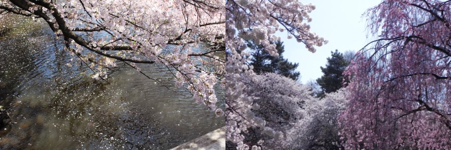 桜 -Sakura - PARFUM SATORI