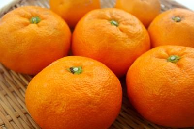 大玉坊ちゃん大津4号。 貯蔵庫出し愛媛みかん