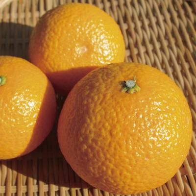 温州みかんとはっさくをかけ合わせた「スイートスプリング