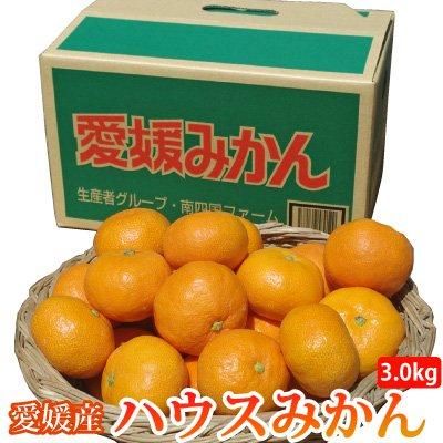 愛媛産ハウスミカン
