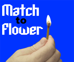 Match to Feather Flower