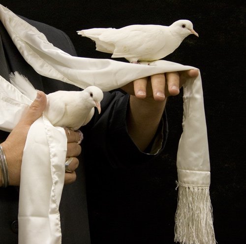 Dove from Scarf, Double  - White