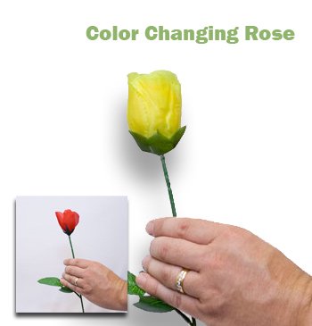 Color Changing Rose