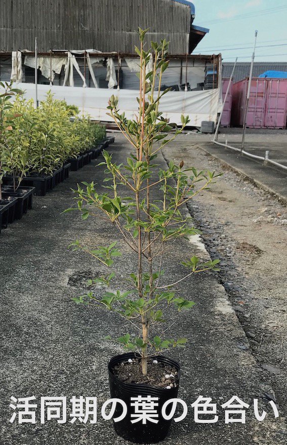 大苗♪ドウダンツツジ どうだんつつじ 樽型鉢植え 苗 苗木 庭木 和