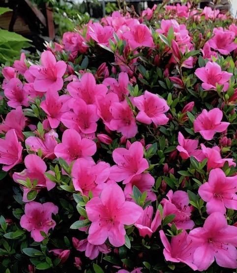 サツキツツジ,サツキ大盃,