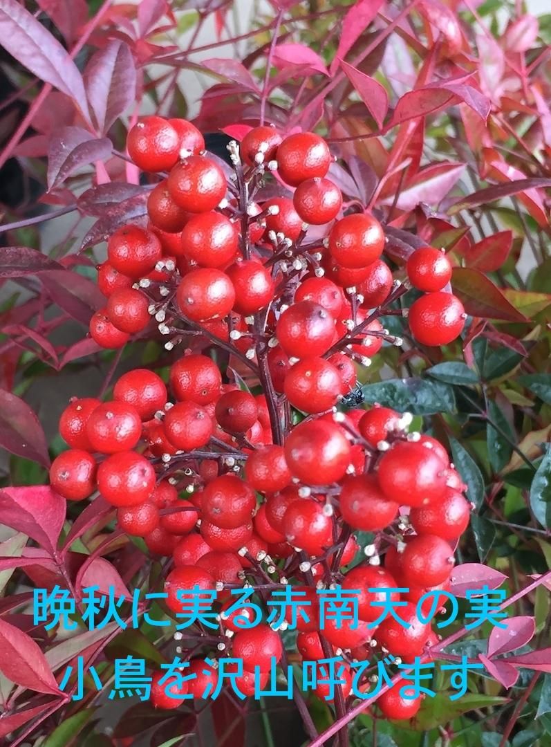 南天赤 ,green-net2,南天,