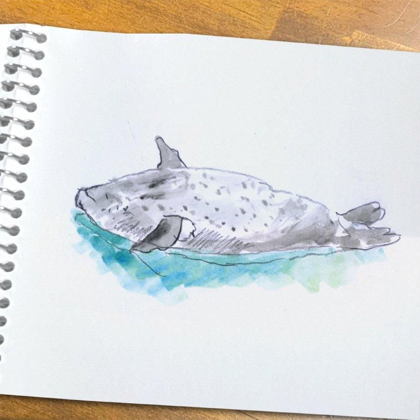 不安になってくるアザラシ　絵画 アザラシ」 by zaki｜Artmeter｜暮らしを彩るアートが、きっと