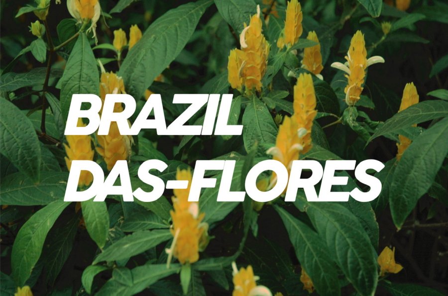 100g Brazil Das-Flores<br>（中煎り）