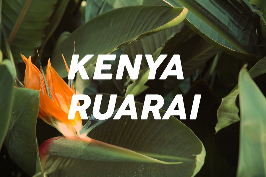 200g Kenya Ruarai<br>（中煎り）