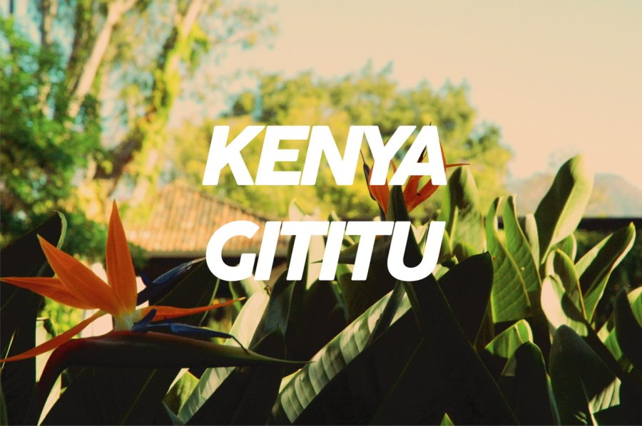 100g Kenya Gititu<br>（中浅煎り）