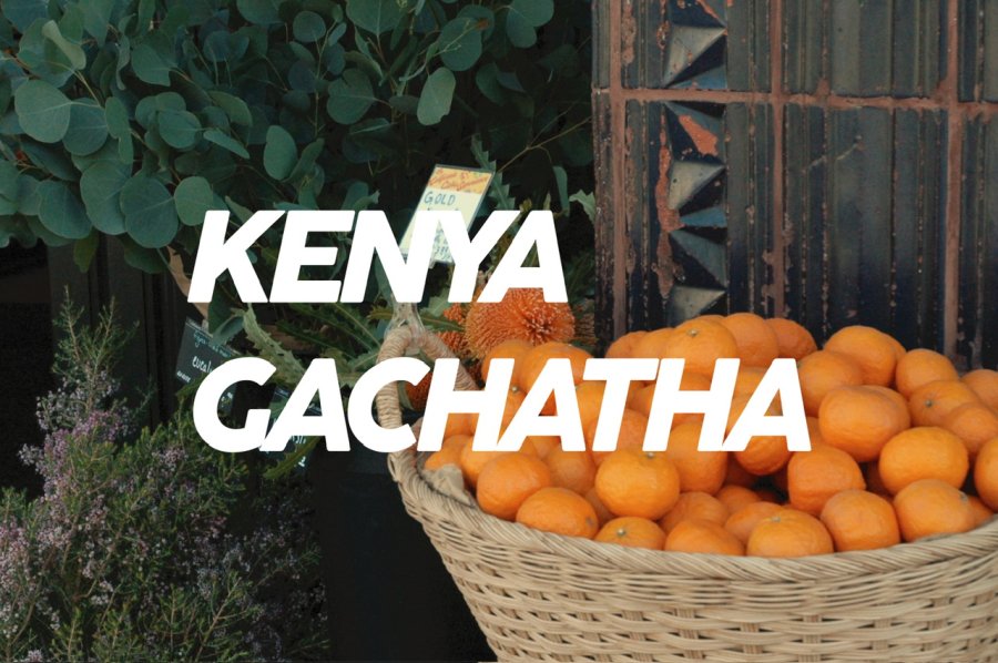 100g Kenya Gachatha<br>（浅煎り）<img class='new_mark_img2' src='https://img.shop-pro.jp/img/new/icons8.gif' style='border:none;display:inline;margin:0px;padding:0px;width:auto;' />
