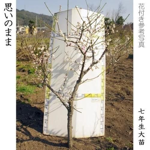 【予約商品】大苗◇ウメ(花梅)