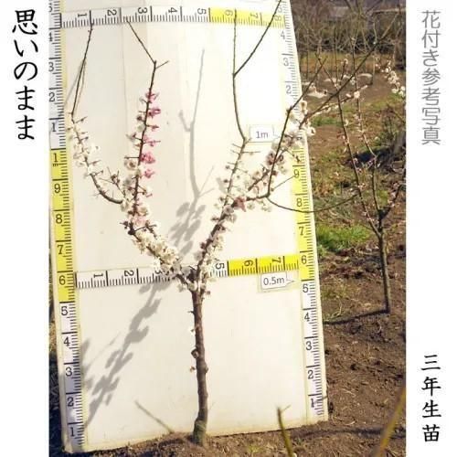 【予約商品】大苗◇ウメ(花梅)