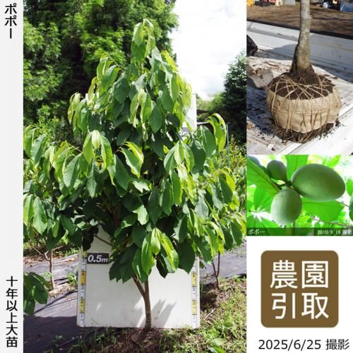 <img class='new_mark_img1' src='https://img.shop-pro.jp/img/new/icons14.gif' style='border:none;display:inline;margin:0px;padding:0px;width:auto;' />2025ǯͽʡġݥݡ[Ϸ 2016ǯ:4L]ռӡΤ