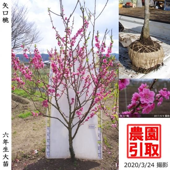 ハナモモ 花桃 矢口桃 ヤグチモモ 地掘大苗 記念樹 果樹苗 大苗 苗木販売の隅田農園 京都亀岡 ハナモモ 花桃 矢口桃 ヤグチモモ 地掘大苗 記念樹 果樹苗 大苗 苗木販売の隅田農園 京都亀岡
