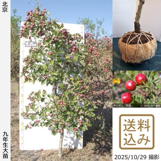 【2025年度予約商品】大苗◇