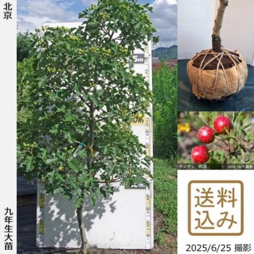 【2025年度予約商品】大苗◇