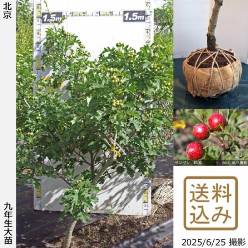 【2025年度予約商品】大苗◇