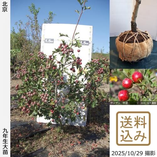 2025ǯͽʡġ󥶥() ̵[Ϸ 2017ǯ:L]ռӡ緿