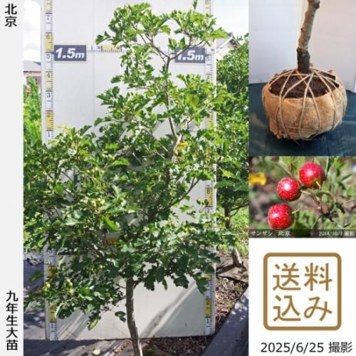 【2025年度予約商品】大苗◇