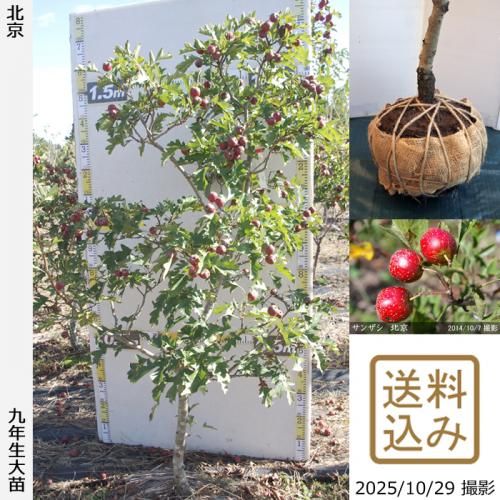 2025ǯͽʡġ󥶥() ̵[Ϸ 2017ǯ:L]ռӡ緿