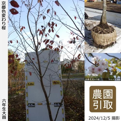 ġ() ź(ť)[Ϸ 2018ǯ:M]