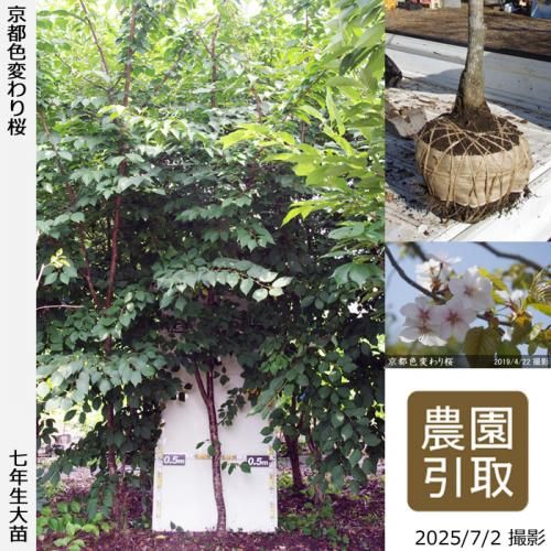 <img class='new_mark_img1' src='https://img.shop-pro.jp/img/new/icons14.gif' style='border:none;display:inline;margin:0px;padding:0px;width:auto;' />2025ǯͽʡġ() ԿѤ[Ϸ 2019ǯ:5L(high)]Τ