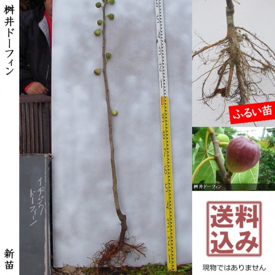 イチジクの挿し木 いちじく 無花果 の挿し木 初めてでも失敗しない挿し木 発根 植え替えの時期と方法とは