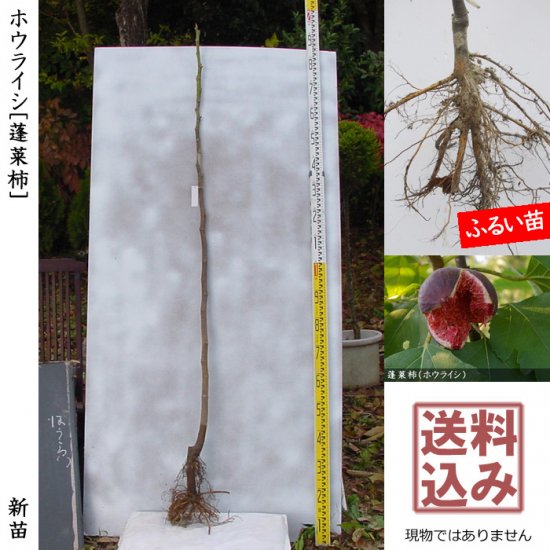 イチジク 蓬莱柿(ホウライシ)新苗[一年生苗] - 果樹苗・大苗・苗木販売