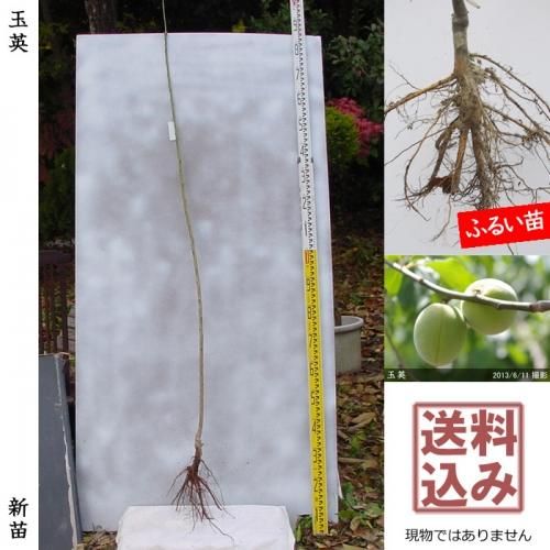 ġ() ̱(礯)[դ뤤ġ 1ǯ ܤ]