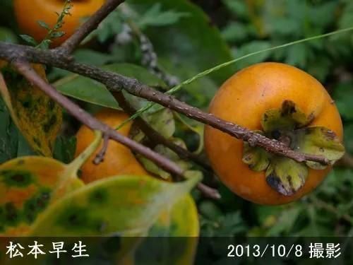 ¡Ú2025ǯÅÙͽÌó¾¦Éʡۿ·ÉÄ¡þ