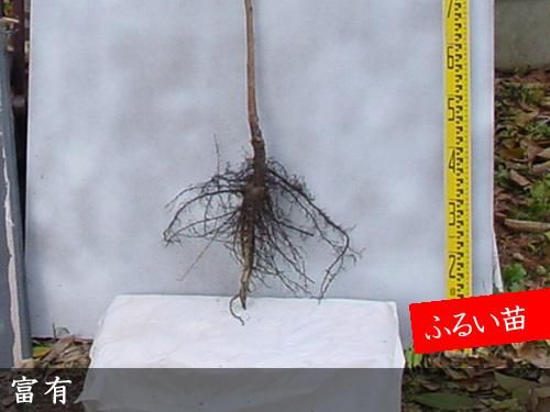 ¿·ÉÄ¡þ¥«¥(´Å³Á) ÉÙÍ(¤Õ¤æ