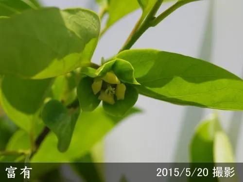 ¿·ÉÄ¡þ¥«¥(´Å³Á) ÉÙÍ(¤Õ¤æ