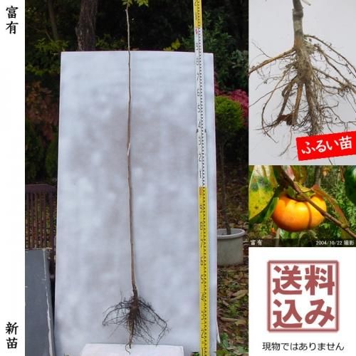 柿(カキ,かき)秋の新苗 - 果樹苗・大苗・苗木販売の隅田農園 柿(カキ,かき)秋の新苗 - 果樹苗・大苗・苗木販売の隅田農園