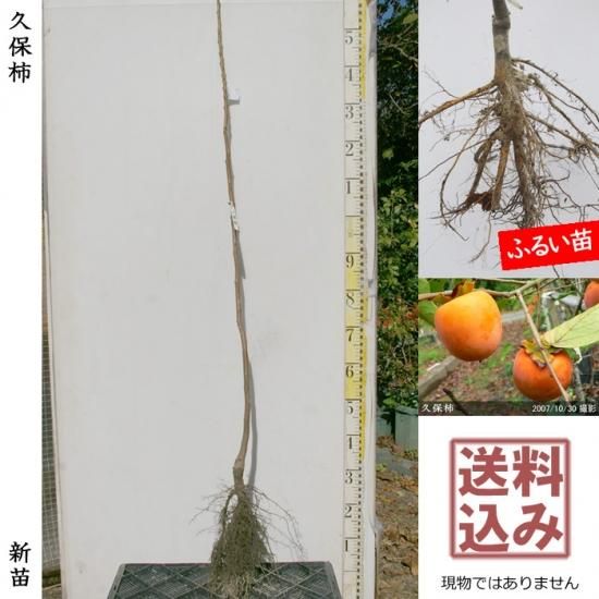 カキ 不完全甘柿 久保柿 くぼ 新苗 一年生苗 果樹苗 大苗 苗木販売の隅田農園 京都亀岡 カキ 不完全甘柿 久保柿 くぼ 新苗 一年生苗 果樹苗 大苗 苗木販売の隅田農園 京都亀岡