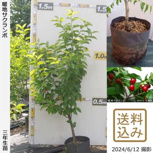 【順次出荷中】3年生苗◇暖地さ